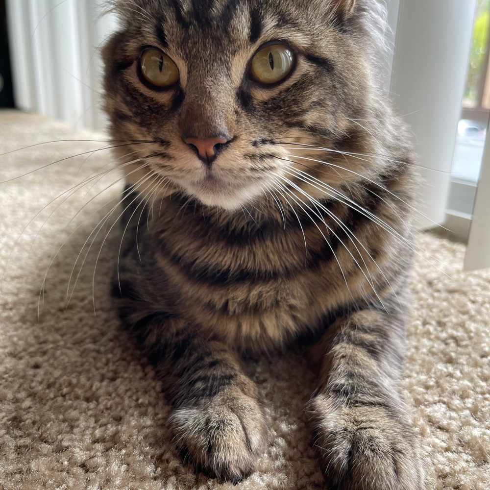 Meet your Posher, Clarise